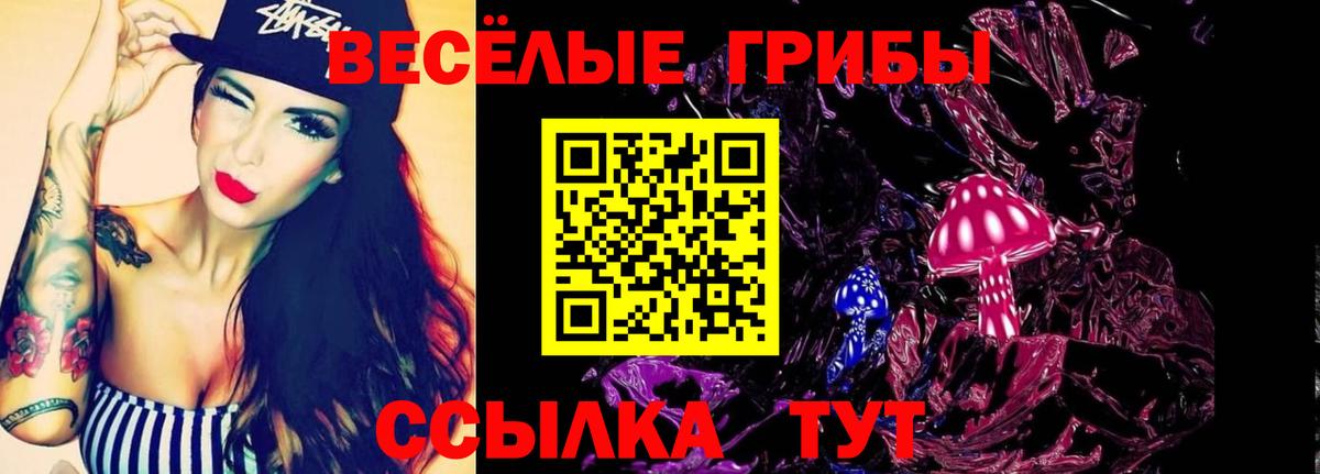купить наркоту  Вход с VPN  Бийск  Псилоцибиновые грибы Psilocybe 